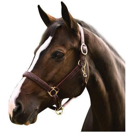 Henri de Rivel Pro Fancy Padded Rolled Throat Triple Stitched Halter - West 20 Saddle Co.