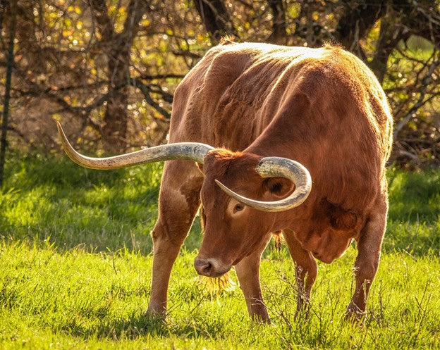Breyer Animals Texas Longhorn Bull