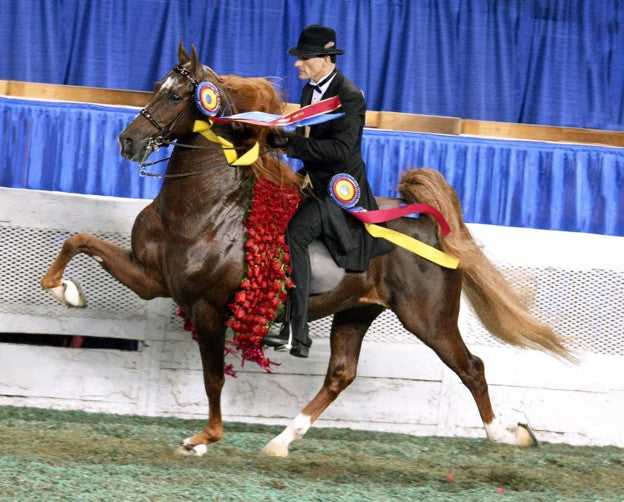 Breyer American Saddlebred Stallion WGC Marc of Charm