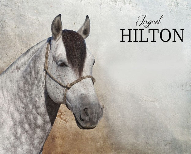 Breyer Criollo Stallion Jaguel Hilton