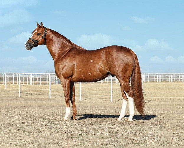 Breyer Horse Apollitical Jess