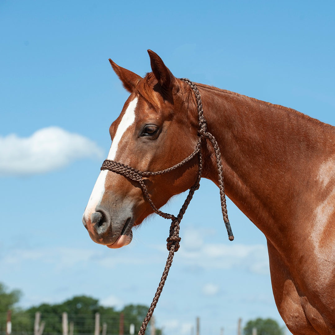 Cashel Flat Braid Halter