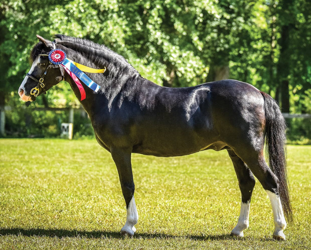 Breyer Welsh Pony Mare and Foal Nistar Blazing Kansas and Blazing Ethel