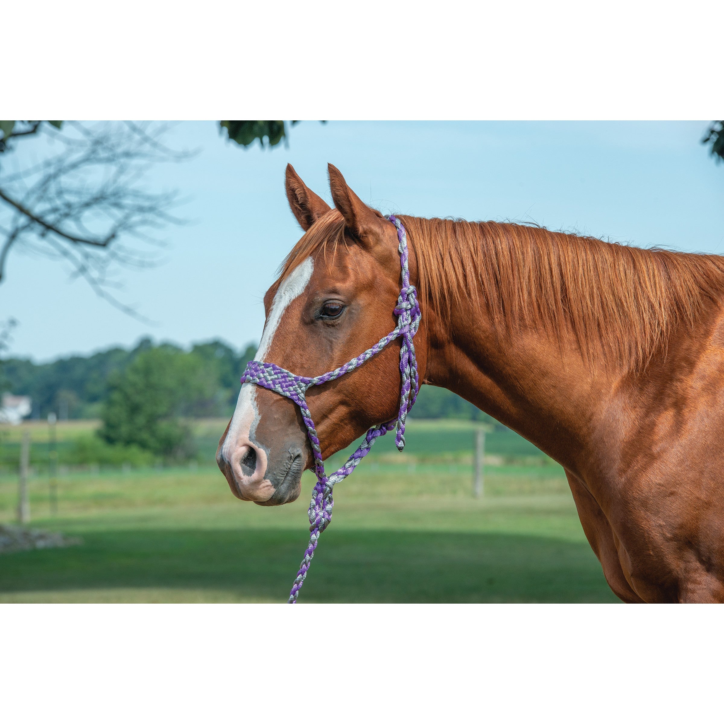 Weaver Braided Rope Halter with 10' Lead (Multiple Color Options ...