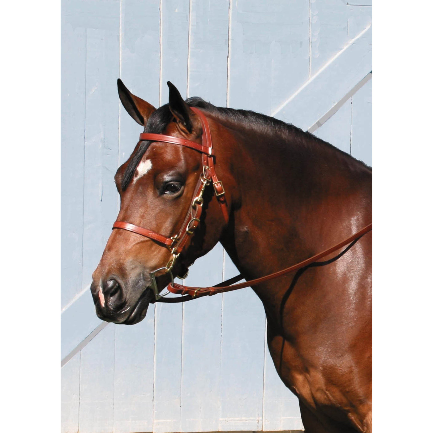 Tory Leather Combo Bridle and Halter