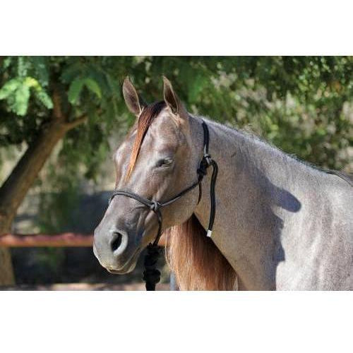 Professional's Choice Rope Halter - West 20 Saddle Co.